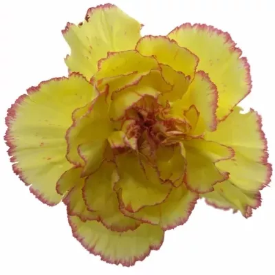 DIANTHUS ST MILKA GIALLO