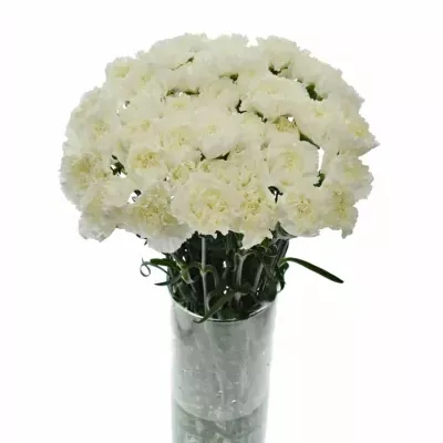 Dianthus ST MONT BLANC 60cm