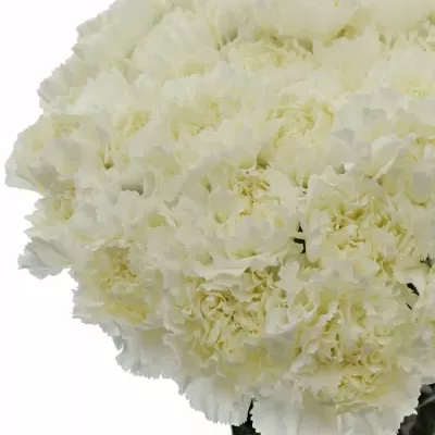 Dianthus ST MONT BLANC 60cm