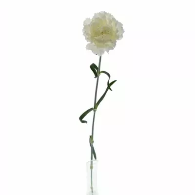 Dianthus ST MONT BLANC 60cm