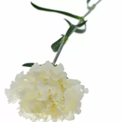 Dianthus ST MONT BLANC 60cm