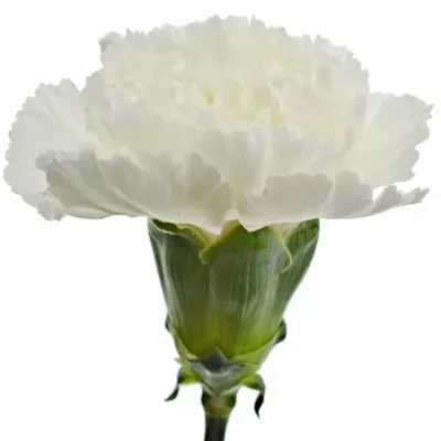 DIANTHUS ST MONT BLANC 60cm