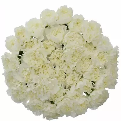 Dianthus ST MONT BLANC 60cm