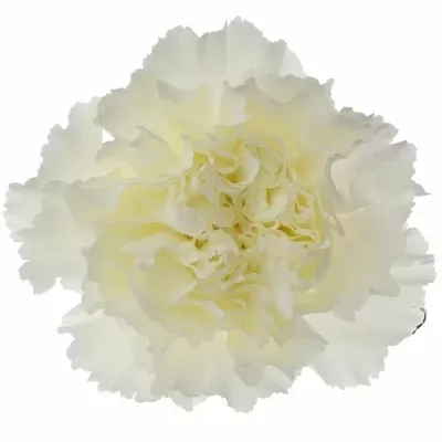 Dianthus ST MONT BLANC 60cm