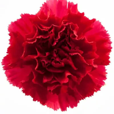 Dianthus ST Morelli 60cm