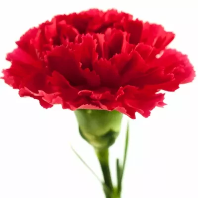 Dianthus ST Morelli 60cm