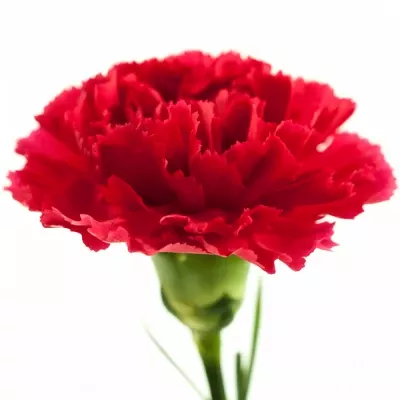 Dianthus ST Morelli 60cm