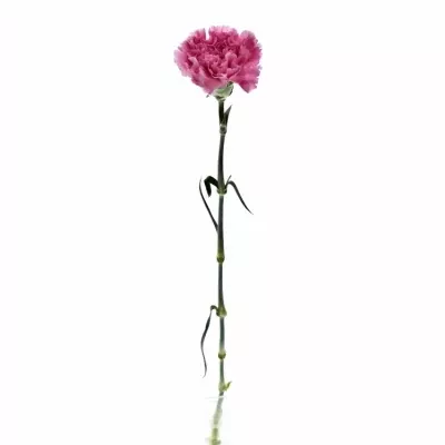 DIANTHUS ST MR TAMIM 65cm