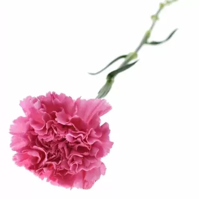 DIANTHUS ST MR TAMIM 65cm