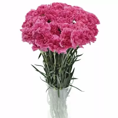 DIANTHUS ST MR TAMIM 65cm