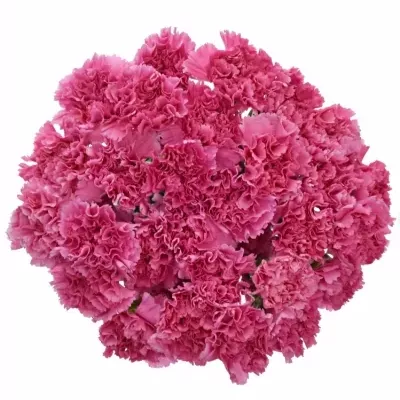 DIANTHUS ST MR TAMIM 65cm