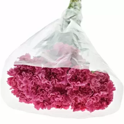 DIANTHUS ST MR TAMIM 65cm