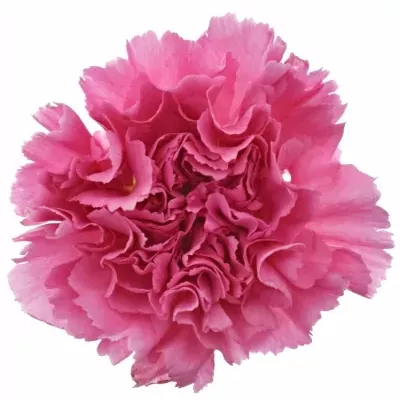 DIANTHUS ST MR TAMIM 65cm