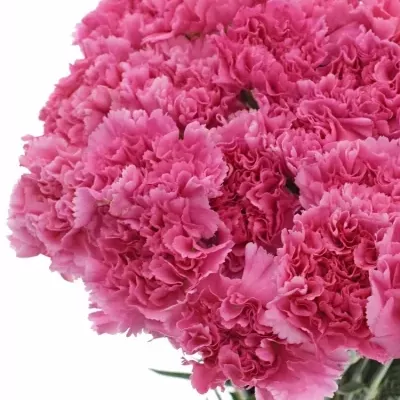 DIANTHUS ST MR TAMIM 65cm