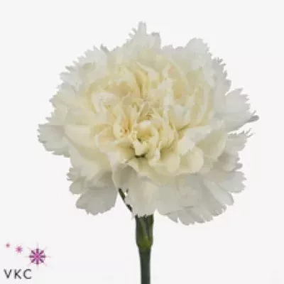 DIANTHUS ST MR. YAIRI