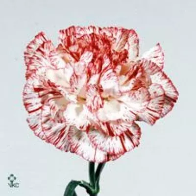 DIANTHUS ST NEW ARTHUR SIM