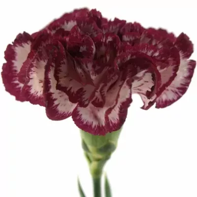 DIANTHUS ST NOBLESSE 