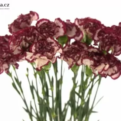 DIANTHUS ST NOBLESSE 