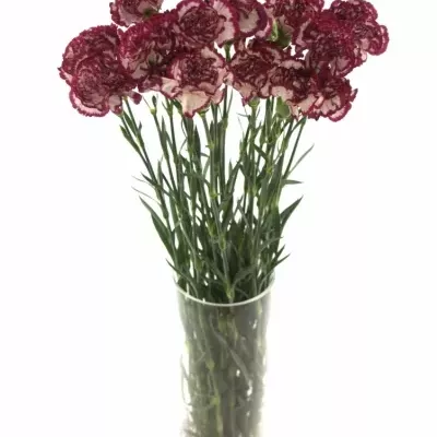 DIANTHUS ST NOBLESSE 