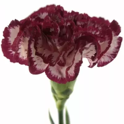 DIANTHUS ST NOBLESSE 