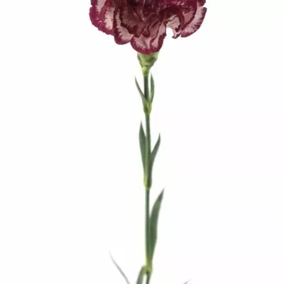 DIANTHUS ST NOBLESSE 