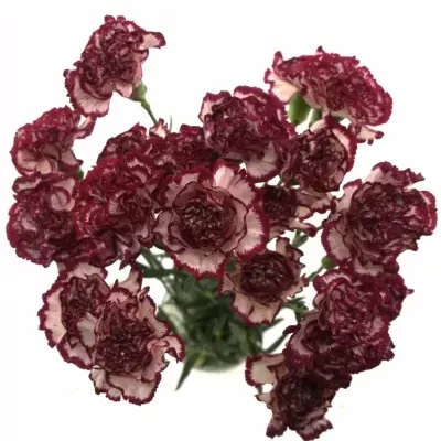 DIANTHUS ST NOBLESSE 