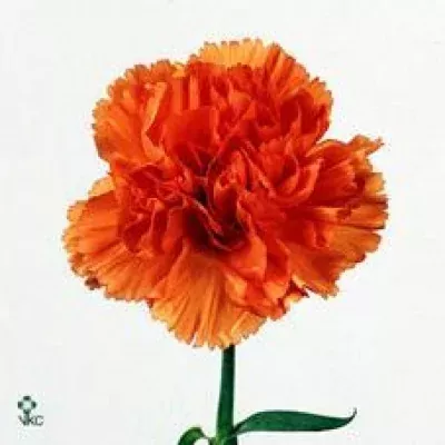 DIANTHUS ST ORANGE MAGIC