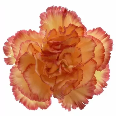 DIANTHUS ST ORANGE VIANA 65CM