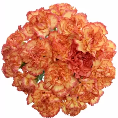 DIANTHUS ST ORANGE VIANA 65CM