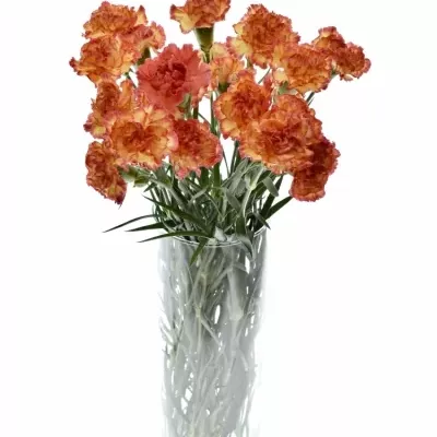 DIANTHUS ST ORANGE VIANA 65CM