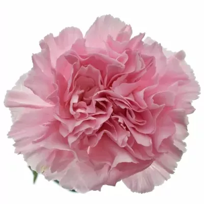 DIANTHUS ST PARIS 60cm