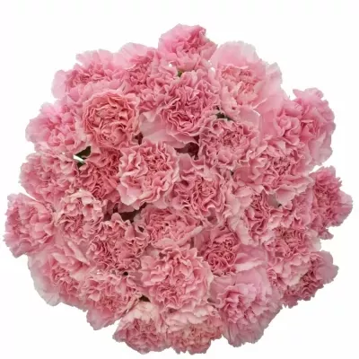 DIANTHUS ST PARIS 60cm