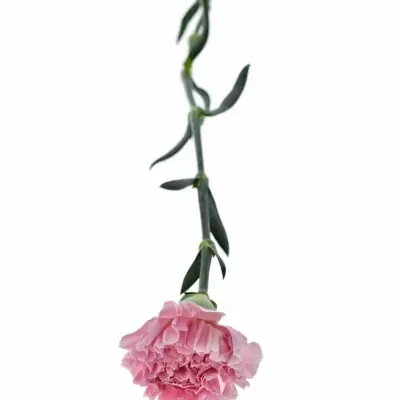 DIANTHUS ST PARIS 60cm