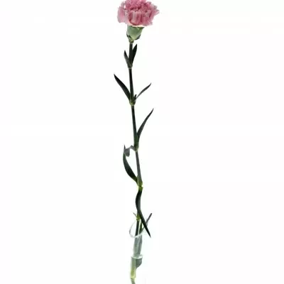 DIANTHUS ST PARIS 60cm