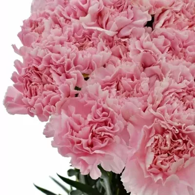 DIANTHUS ST PARIS 60cm