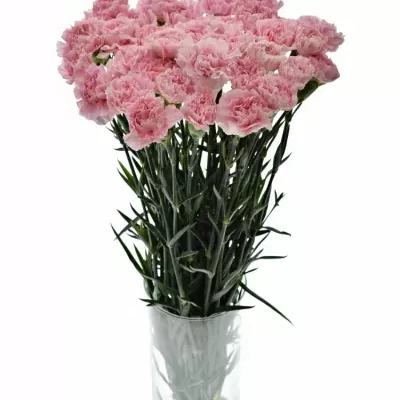 DIANTHUS ST PARIS 60cm