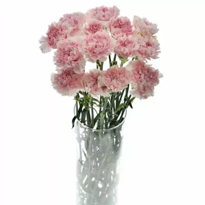 DIANTHUS ST PINK BIZET