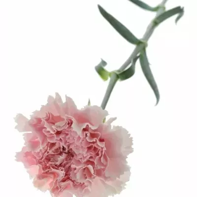 DIANTHUS ST PINK BIZET