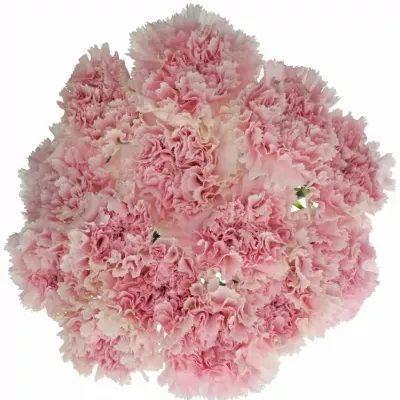 DIANTHUS ST PINK BIZET