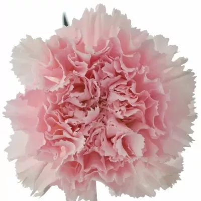 DIANTHUS ST PINK BIZET