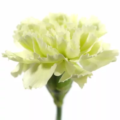 DIANTHUS ST PRADO MINT