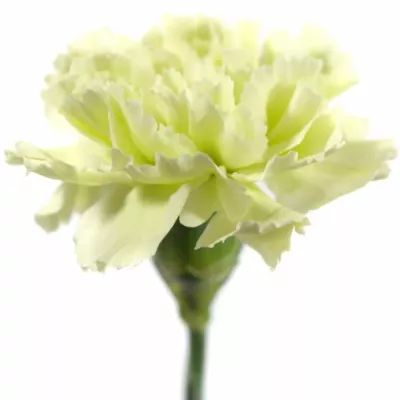 DIANTHUS ST PRADO MINT