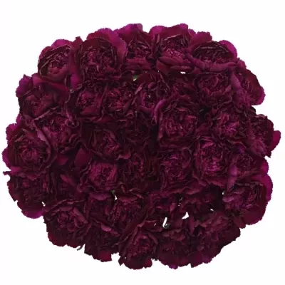 DIANTHUS ST PURPLE DAMASCUS 60cm