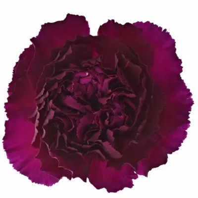 DIANTHUS ST PURPLE DAMASCUS 60cm