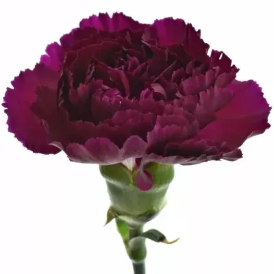 DIANTHUS ST PURPLE DAMASCUS 60cm