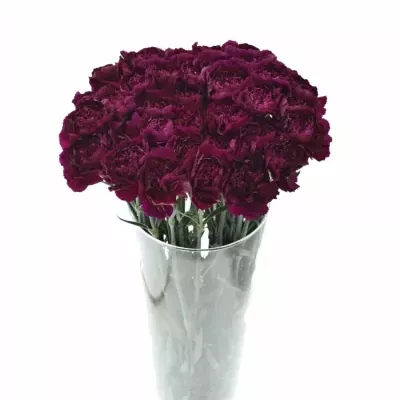 DIANTHUS ST PURPLE DAMASCUS 60cm