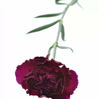 DIANTHUS ST PURPLE DAMASCUS 60cm