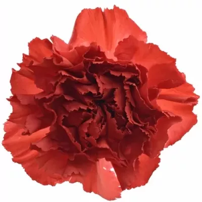 DIANTHUS ST RED MAGIC 55cm