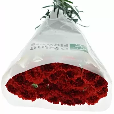 DIANTHUS ST RED MAGIC 55cm