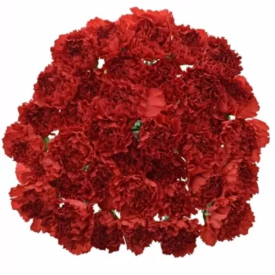 DIANTHUS ST RED MAGIC 55cm